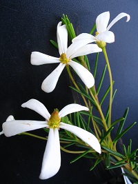 Ricinocarpus Bridal Star