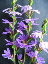 Scaevola aemula Mauve Clusters