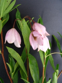 Sollya heterophylla pink