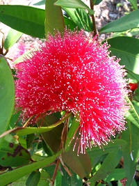 Syzygium wilsonii ssp wilsonii