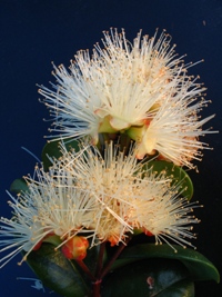 Syzygium australe Round Leaf Form