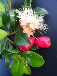 Syzygium australe Select