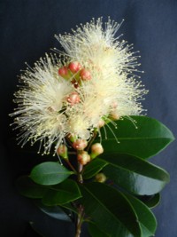Syzygium paniculata dwarf