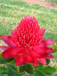 NSW Waratah