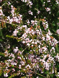 Thryptomene saxicola