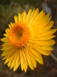 Xerochrysum bracteatum