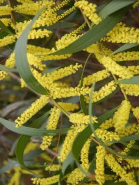 Acacia longifolia