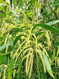 Acacia maidenii