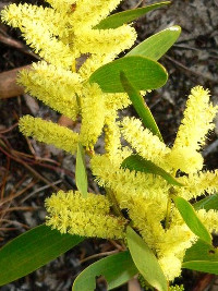 Acacia sophorae