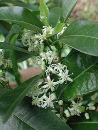 Acronychia oblongifolia