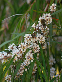 Agonis flexuosa