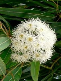 Angophora costata