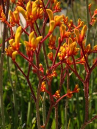 Anigozanthos Autumn Blaze