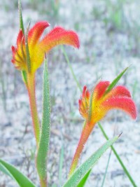 Anigozanthos bicolor