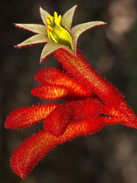 Anigozanthos Big Red