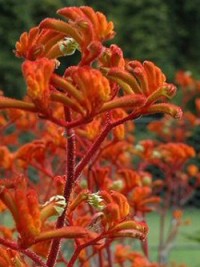 Anigozanthos Federation Flame