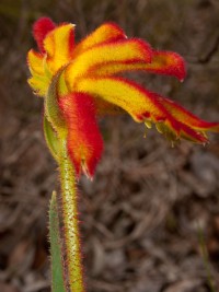 Anigozanthos humilis