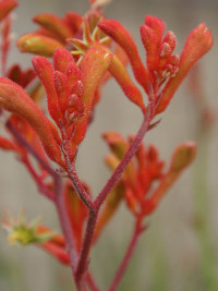 Anigozanthos Orange Cross