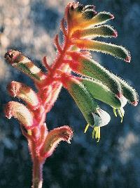 Anigozanthos Triple Treat