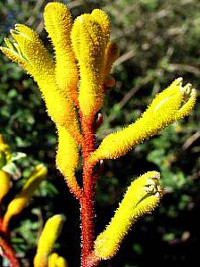 Anigozanthos Yellow Gem