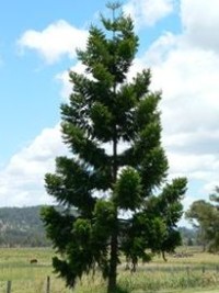 Araucaria cunninghamii