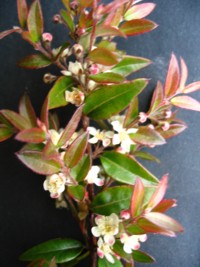 Austromyrtus dulcis