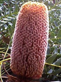 Banksia blechnifolia