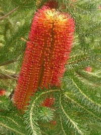 Banksia ericifolia