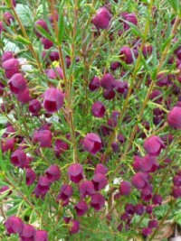 Boronia megastigma x heterophylla