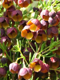 Boronia megastigma