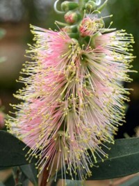 Callistemon citrinus Angela