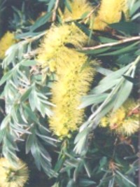 Callistemon Candle Glow