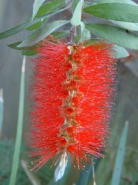 Callistemon citrinus