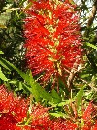 Callistemon Four Seasons