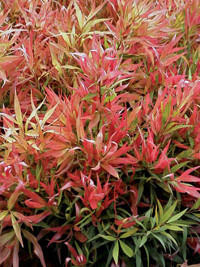 Callistemon Great Balls of Fire