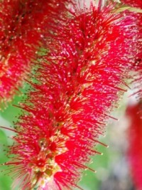 Callistemon Hannah Ray