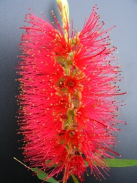 Callistemon Harkness