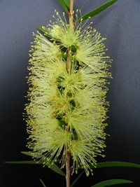 Callistemon formosus Kingaroy