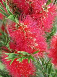 Callistemon Kings Park Special