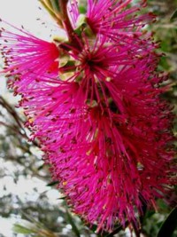 Callistemon Lavender Showers