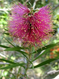 Callistemon macropunctatus