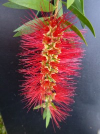 Callistemon Mary MacKillop