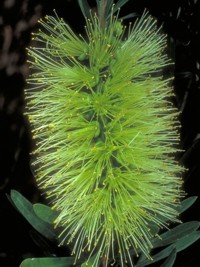 Callistemon pachyphyllus Green