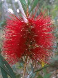 Callistemon phoeniceus