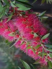 Callistemon Pink Alma