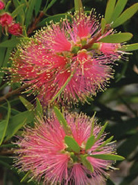 Callistemon Pink Champagne