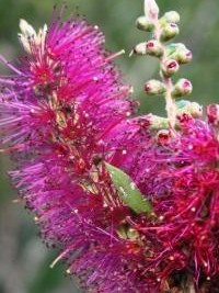 Callistemon Purple Splendour