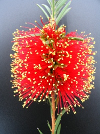 Callistemon pearsonii Rainbow Falls