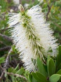 Callistemon sieberi