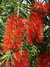 Callistemon subulatus